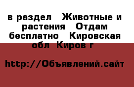 в раздел : Животные и растения » Отдам бесплатно . Кировская обл.,Киров г.